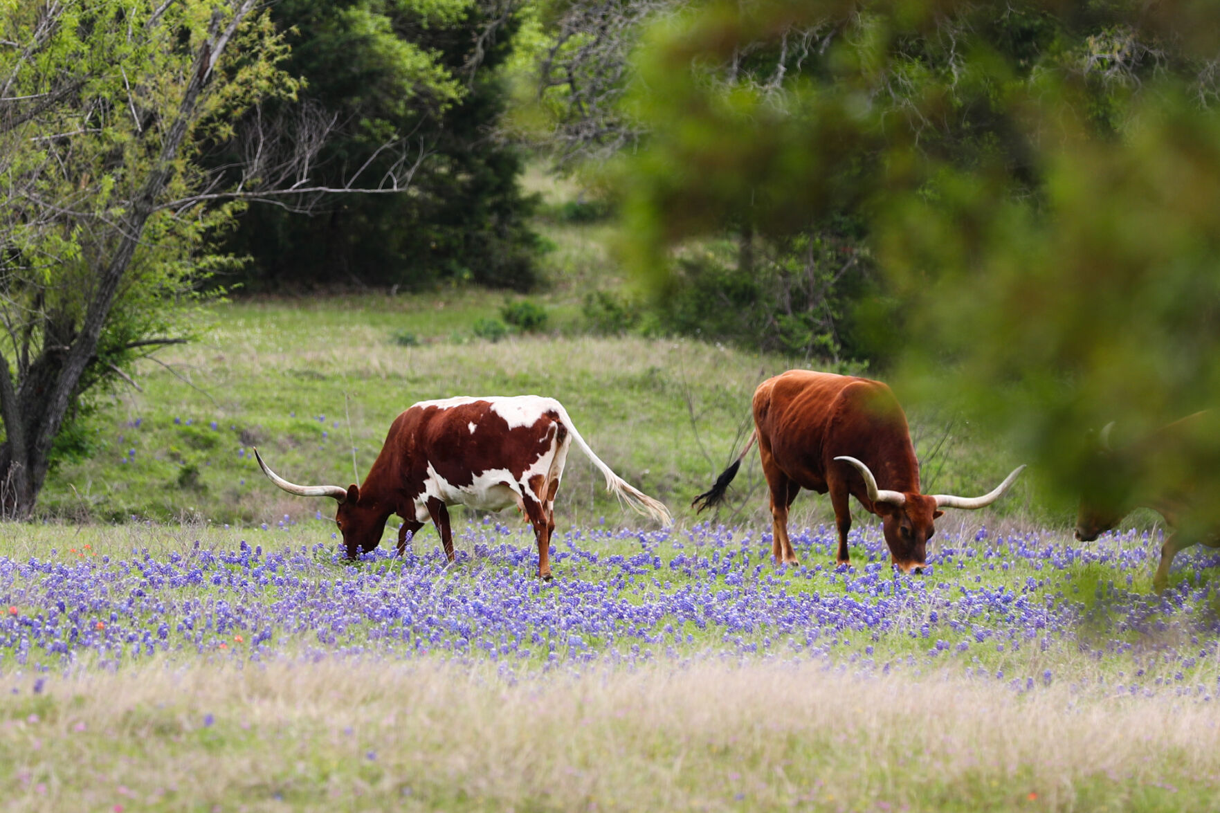Brazos Valley Wildflowers